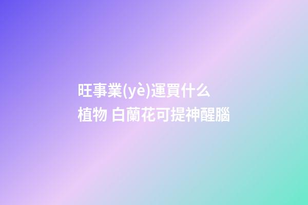 旺事業(yè)運買什么植物 白蘭花可提神醒腦